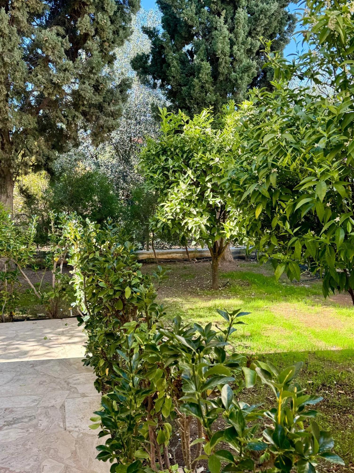 Villa Lorena プロタラス エクステリア 写真